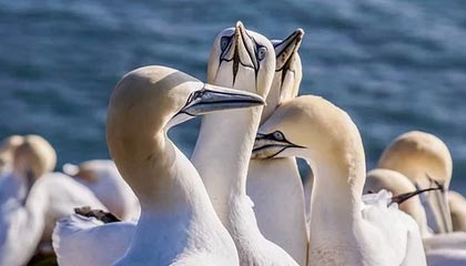 IM电竞官网入口：开启你的电竞新纪元