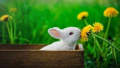 Milansports：在米兰的体育热潮与生活美学